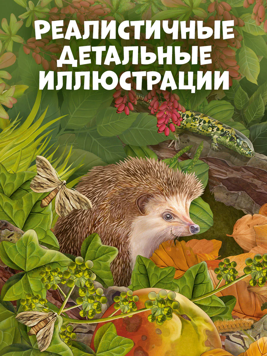 Удивительные энциклопедии. Секреты осеннего леса. Визуальная энциклопедия - Image 3