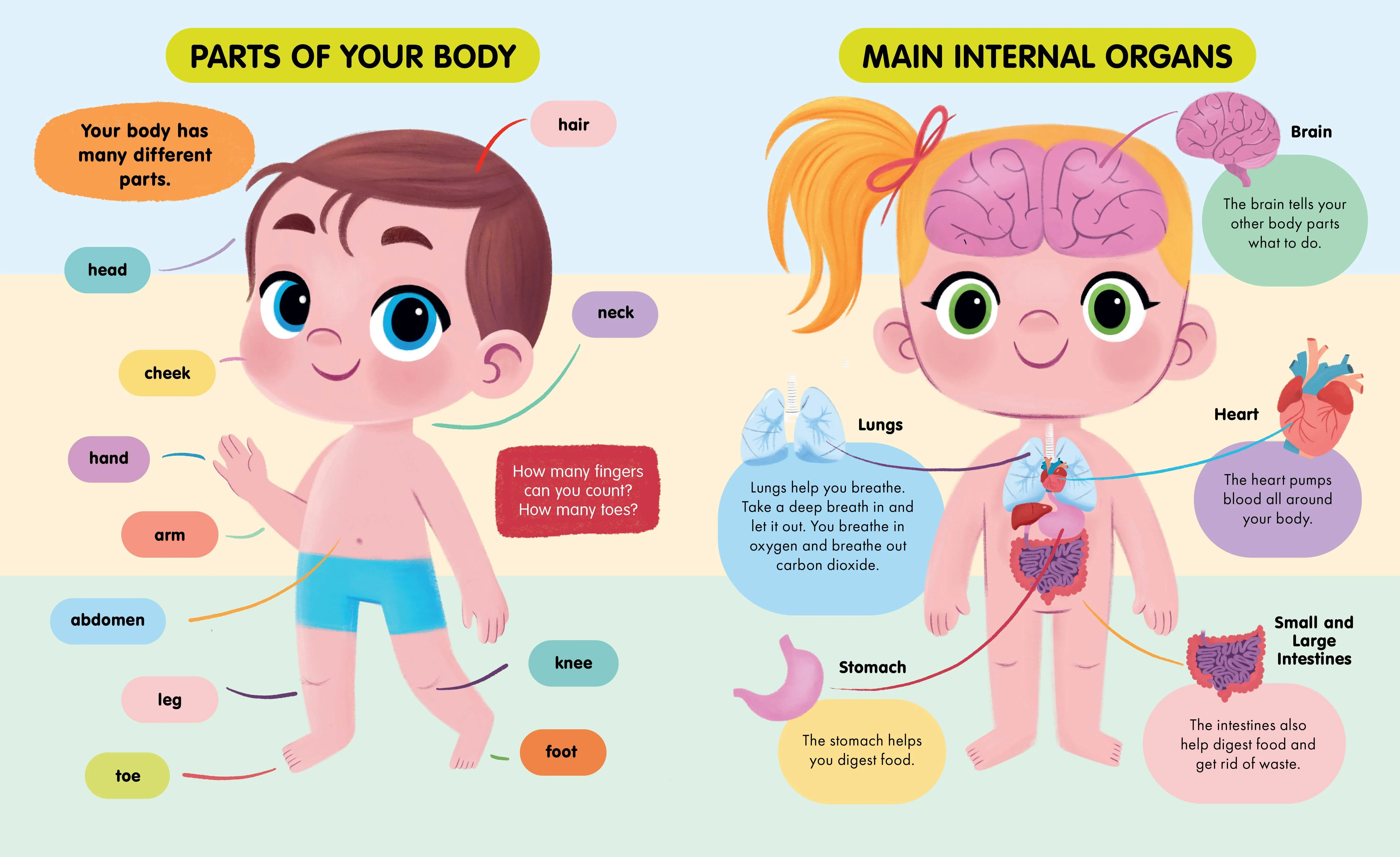 Big Book of My Body - Image 3