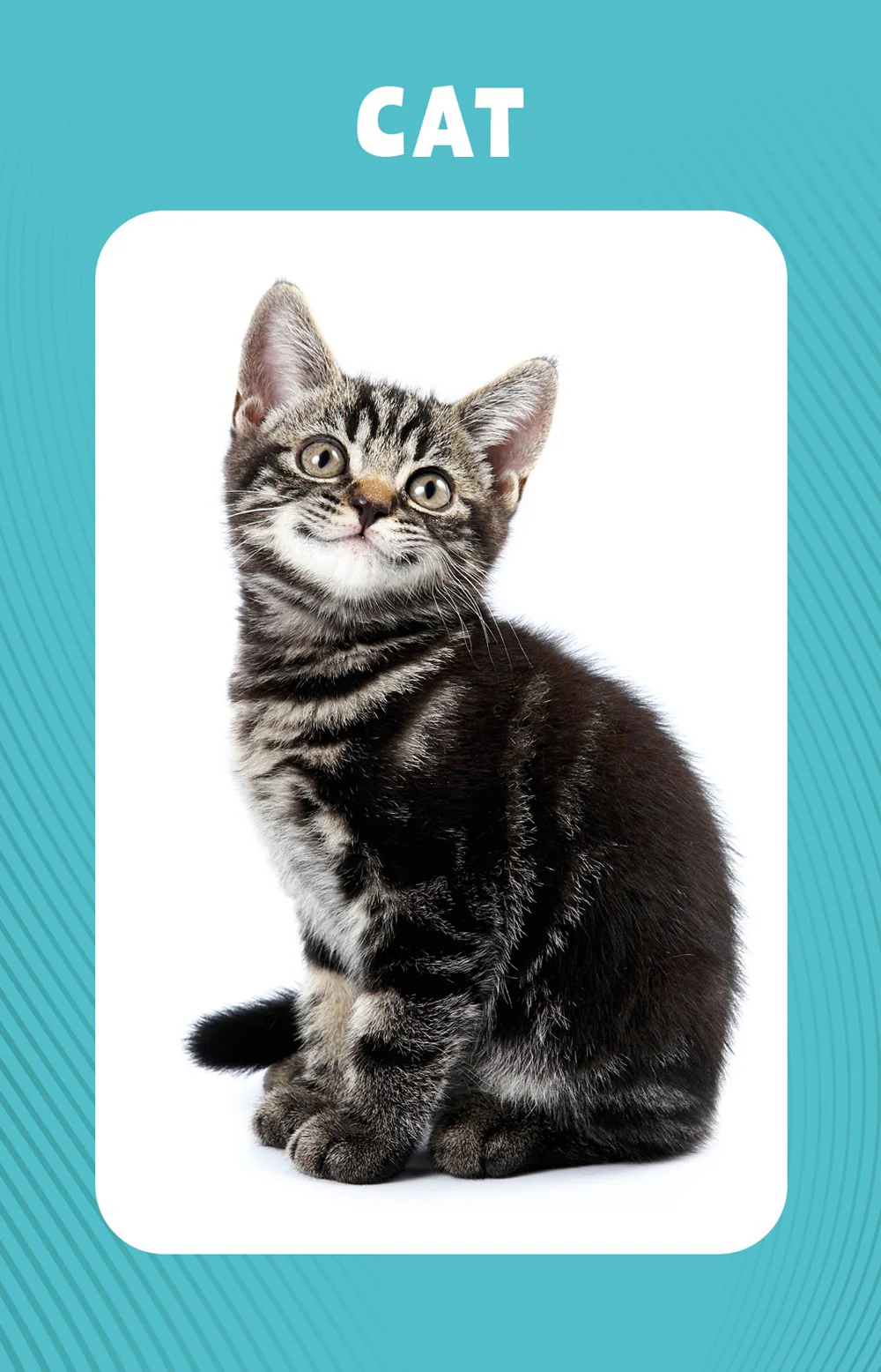First 100 Animals - Image 3