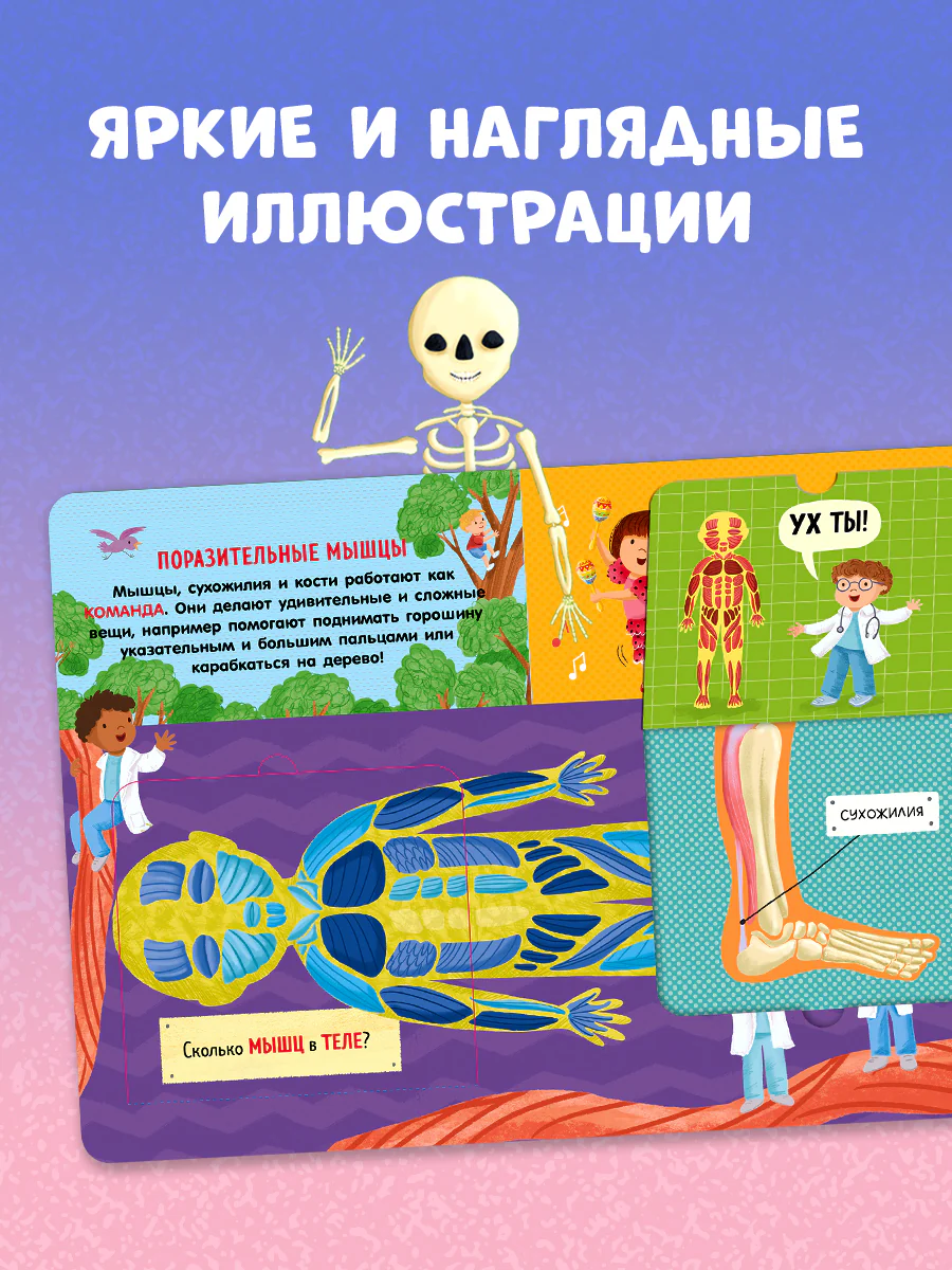 Книжка с окошками. Как устроено тело человека. И другие интересные вопросы - Image 5