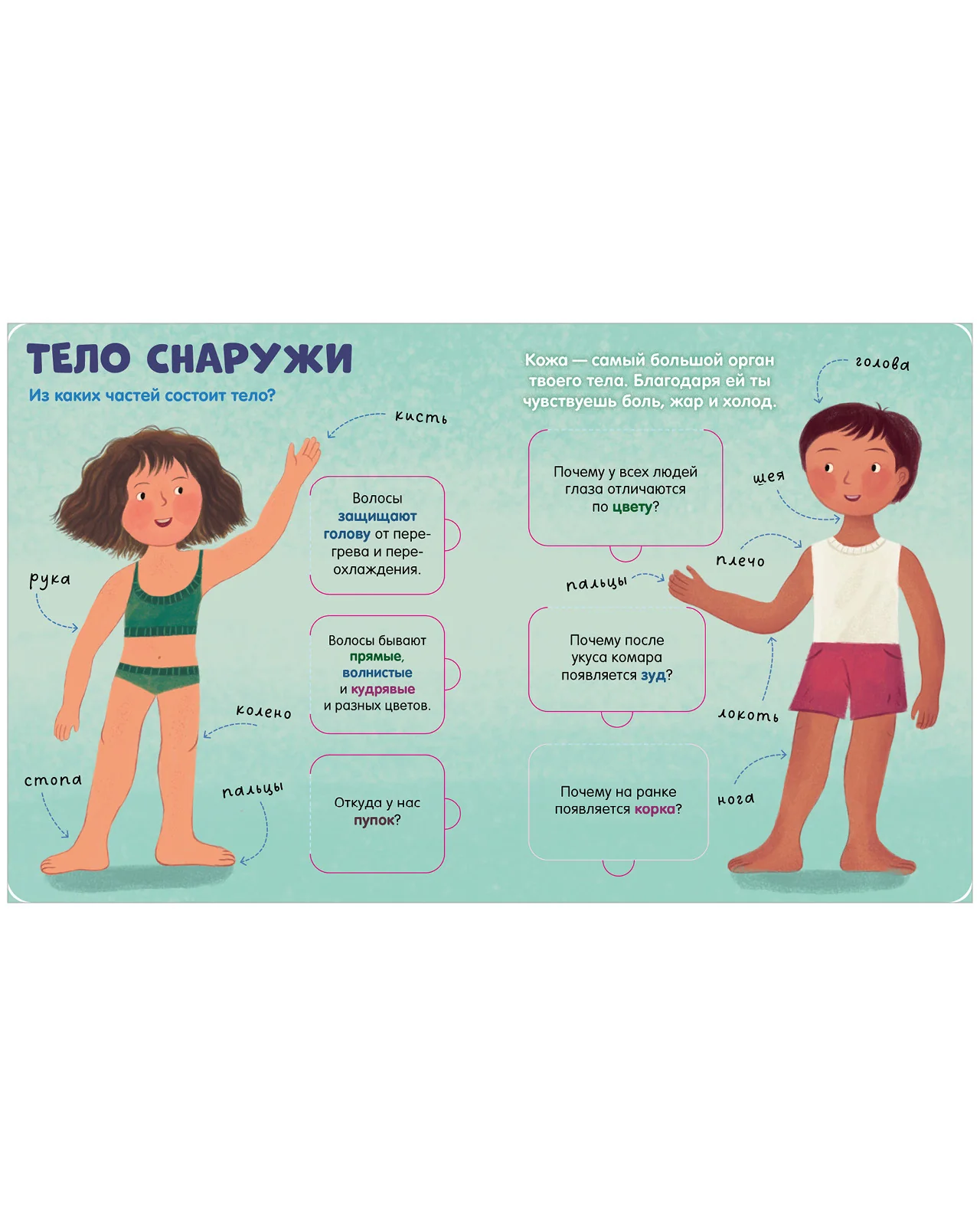Книжка с окошками. Тело человека - Image 12
