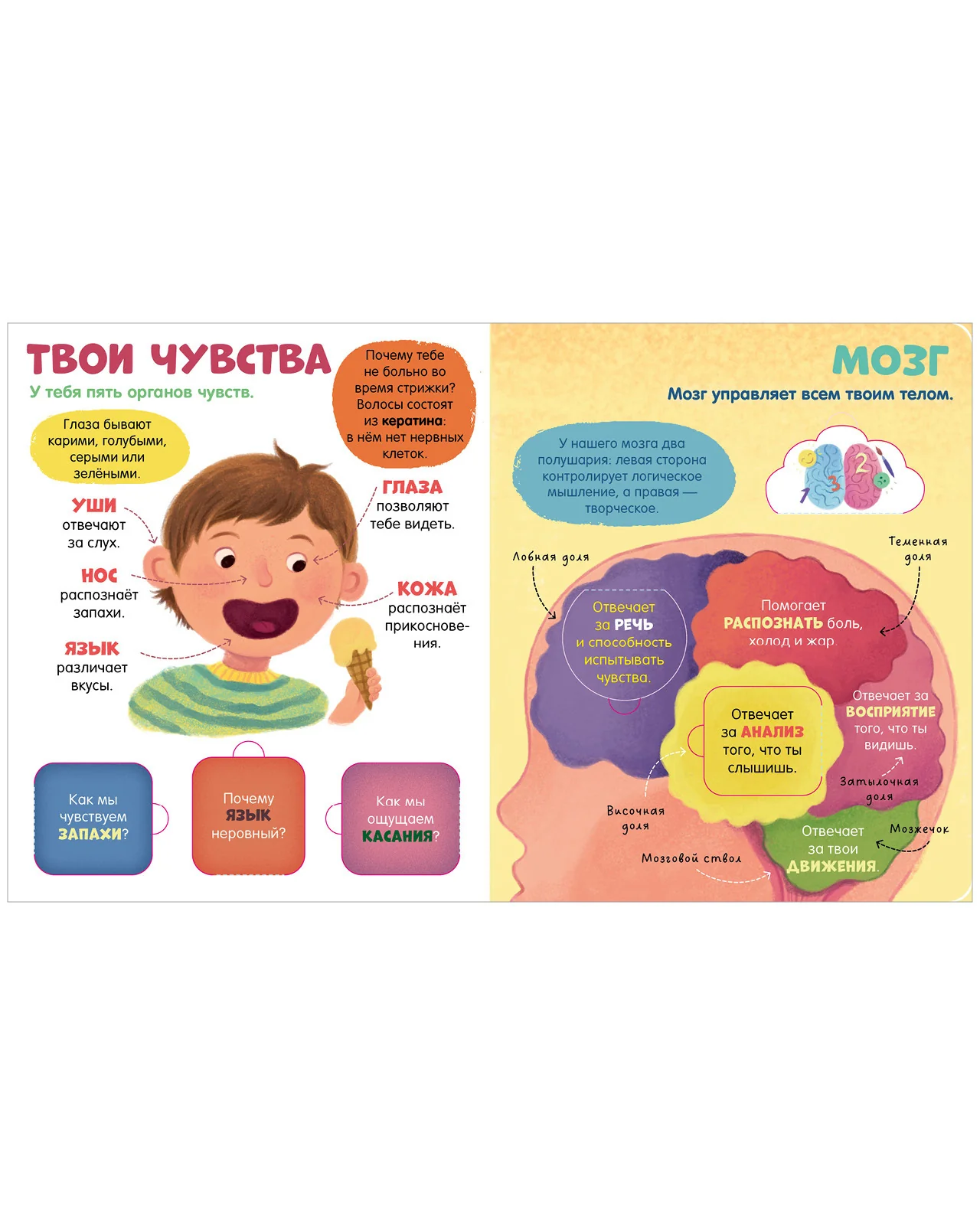 Книжка с окошками. Тело человека - Image 14