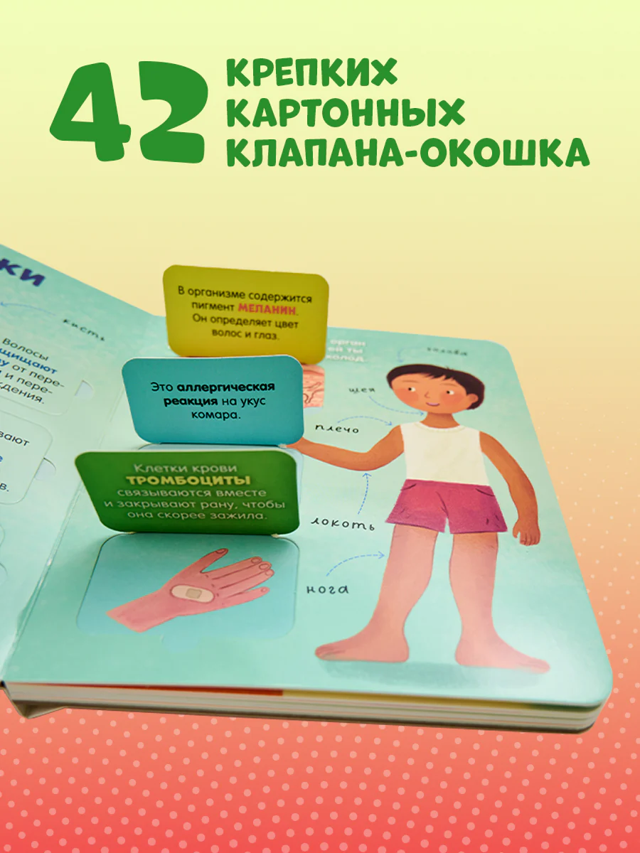 Книжка с окошками. Тело человека - Image 2
