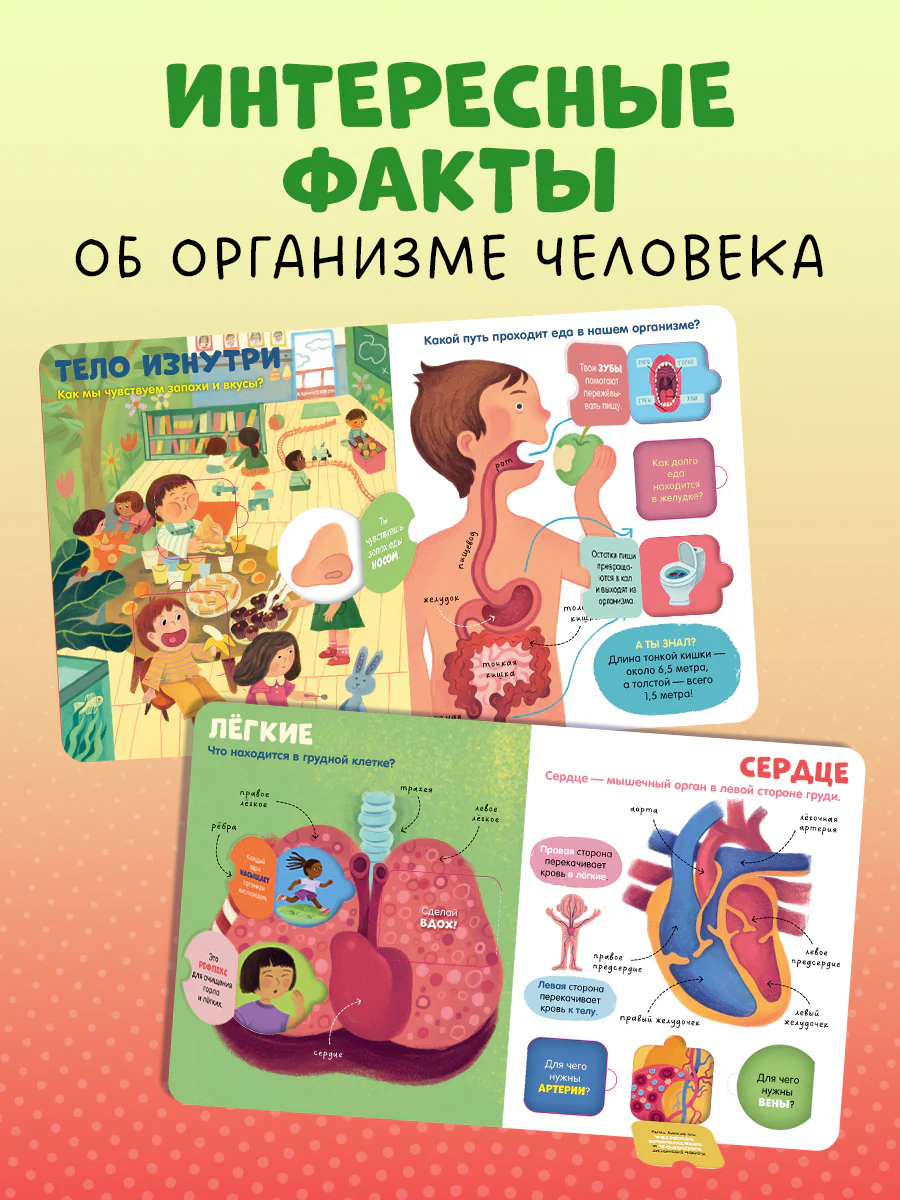 Книжка с окошками. Тело человека - Image 3
