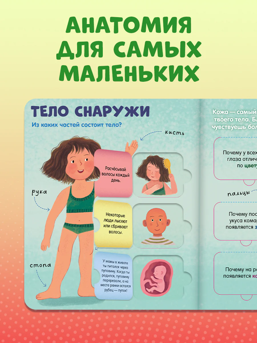 Книжка с окошками. Тело человека - Image 5