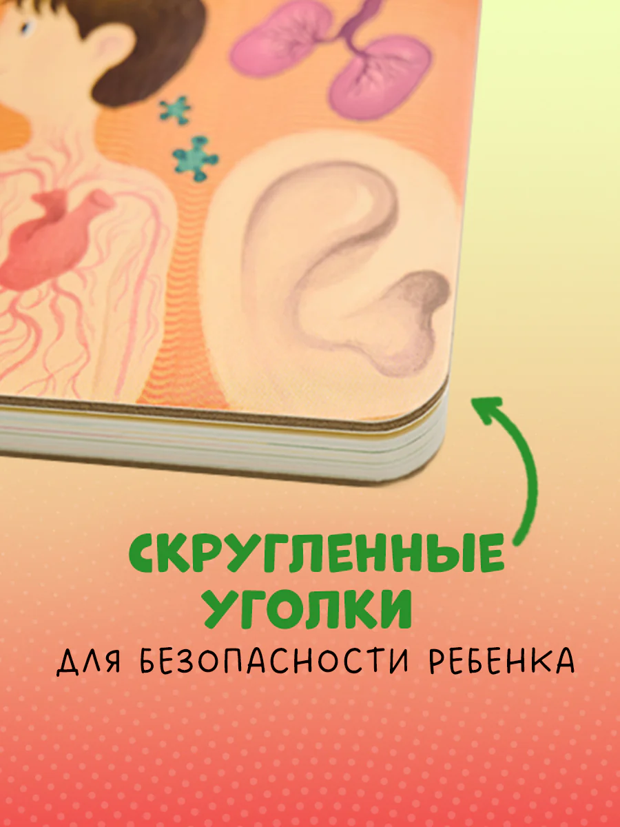 Книжка с окошками. Тело человека - Image 8