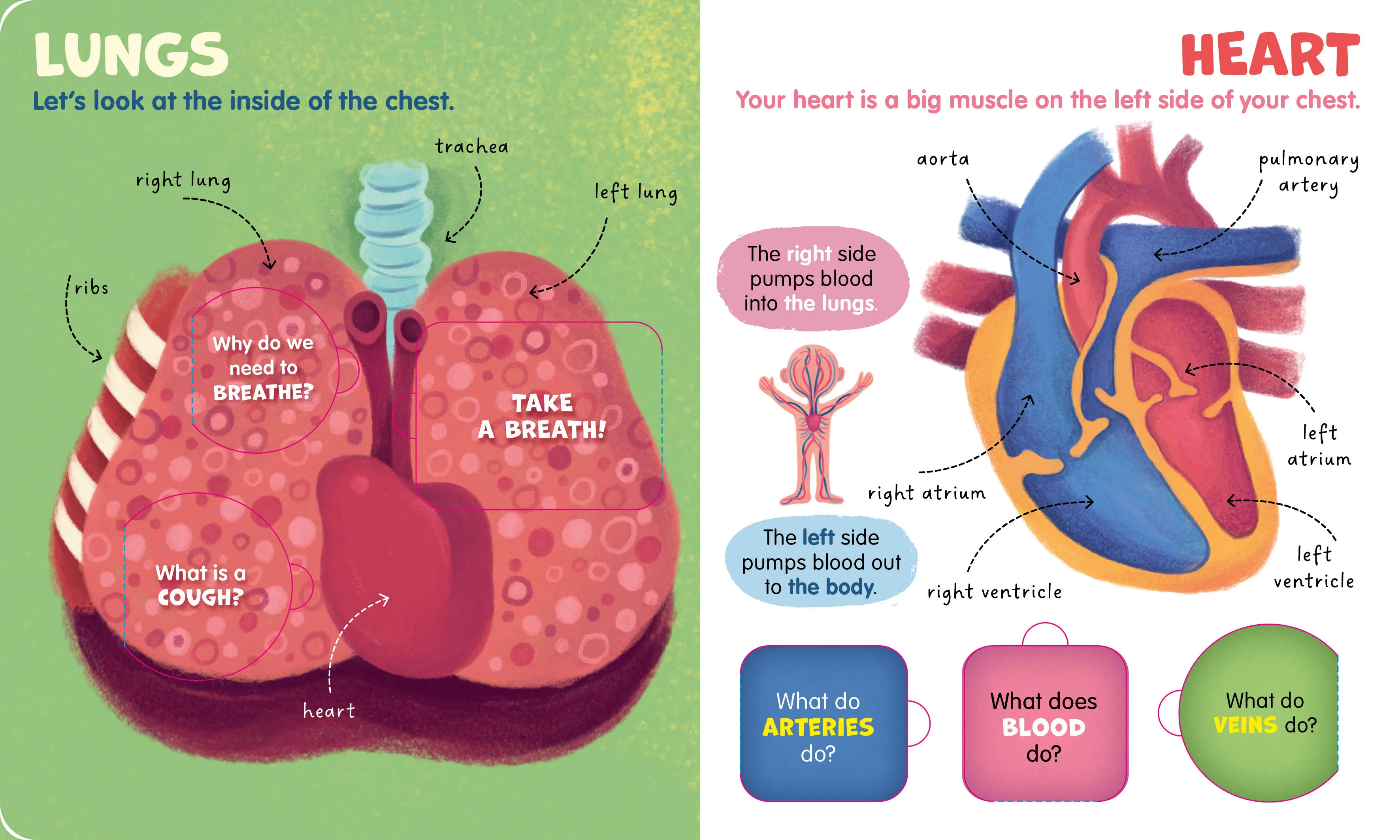 My First Lift-the-Flap: Human Body (Lift & Learn) - Image 7