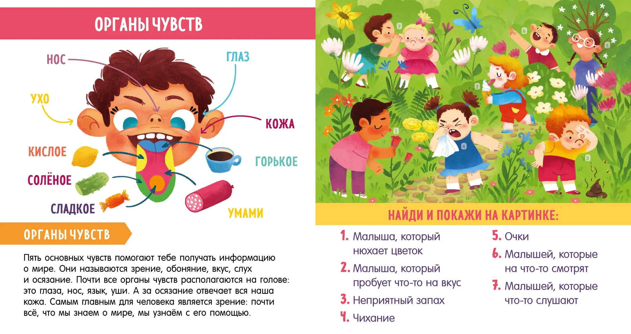 Найди и покажи, малыш. Моё тело - Image 12