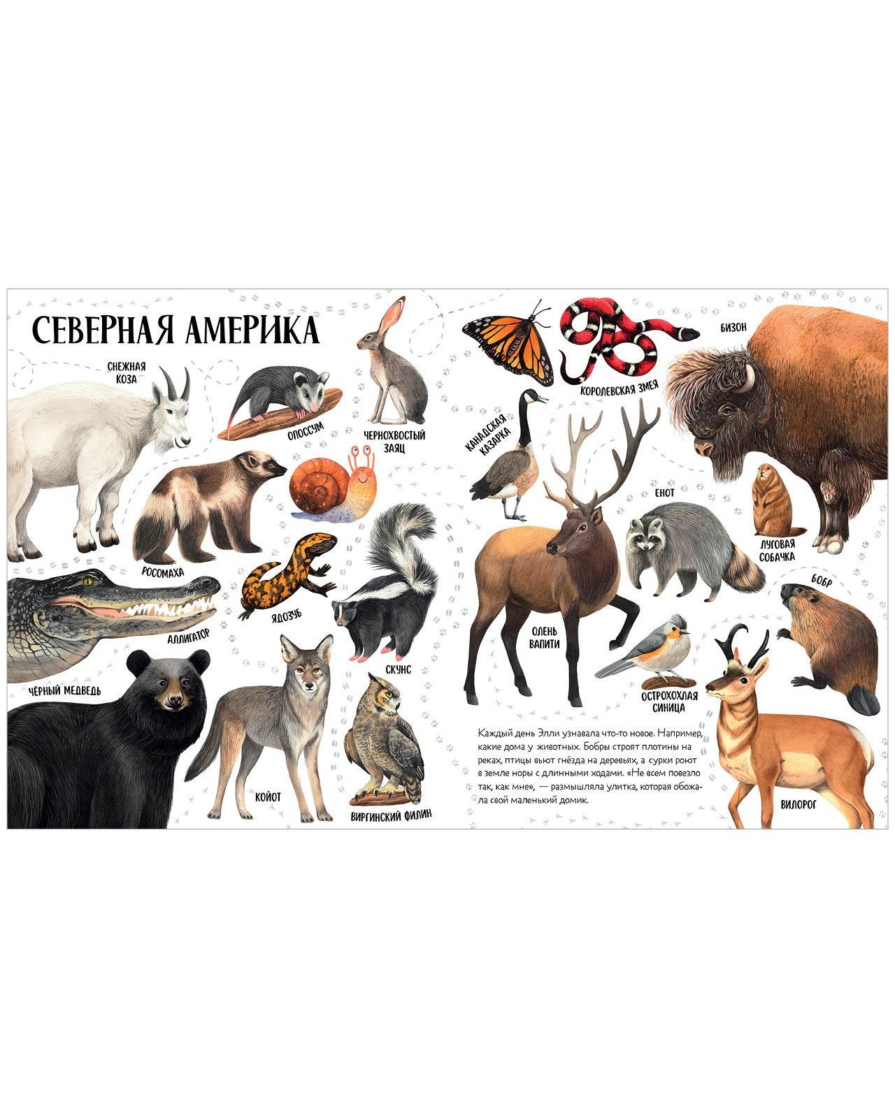 Первые книжки малыша. Приключения улитки Элли в мире животных - Image 4