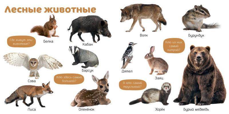 Познаем мир вместе. Мои первые фотокниги. Изучаем мир - Image 2
