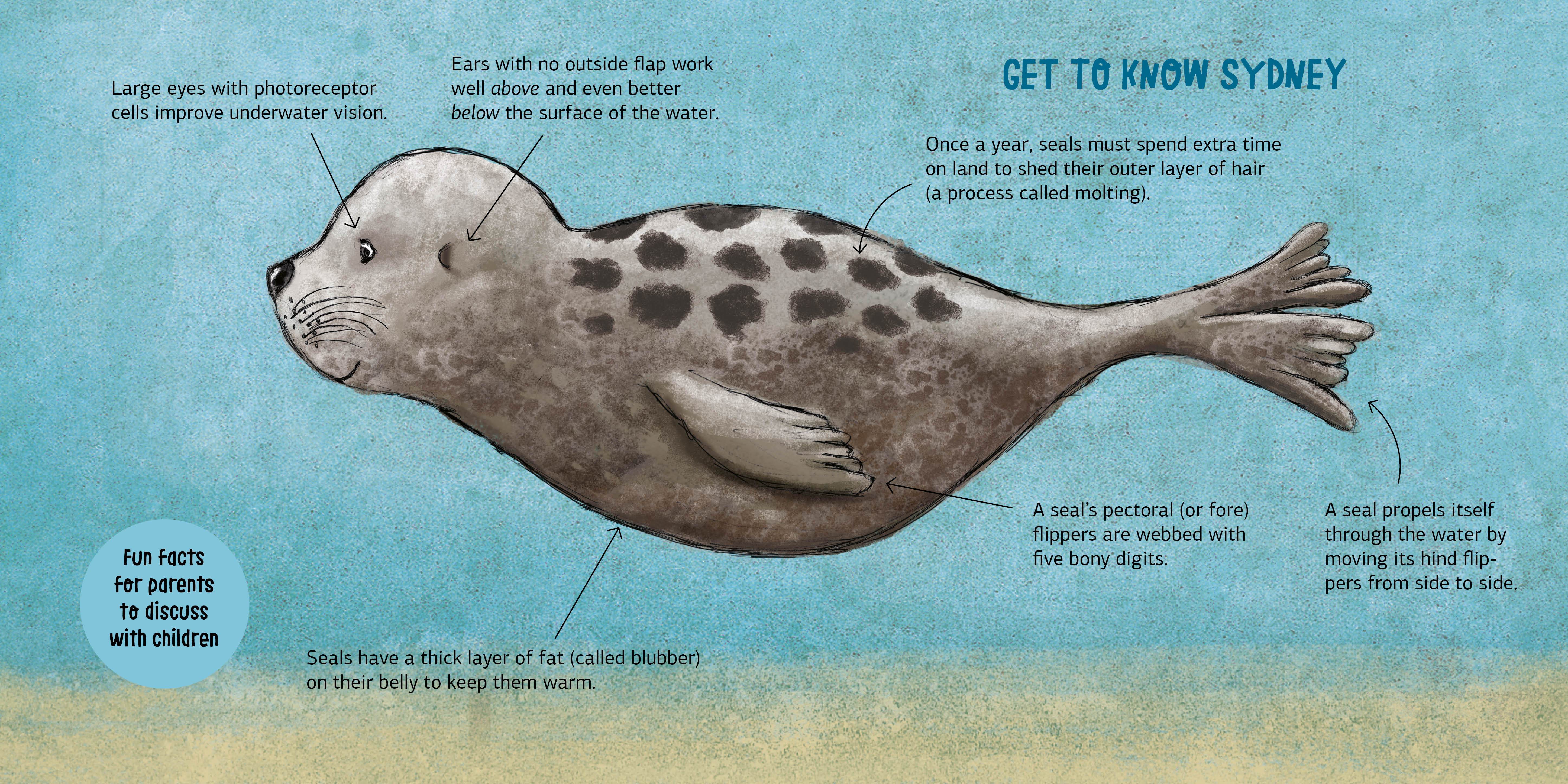 Sydney the Seal Saves the Sea - Image 3