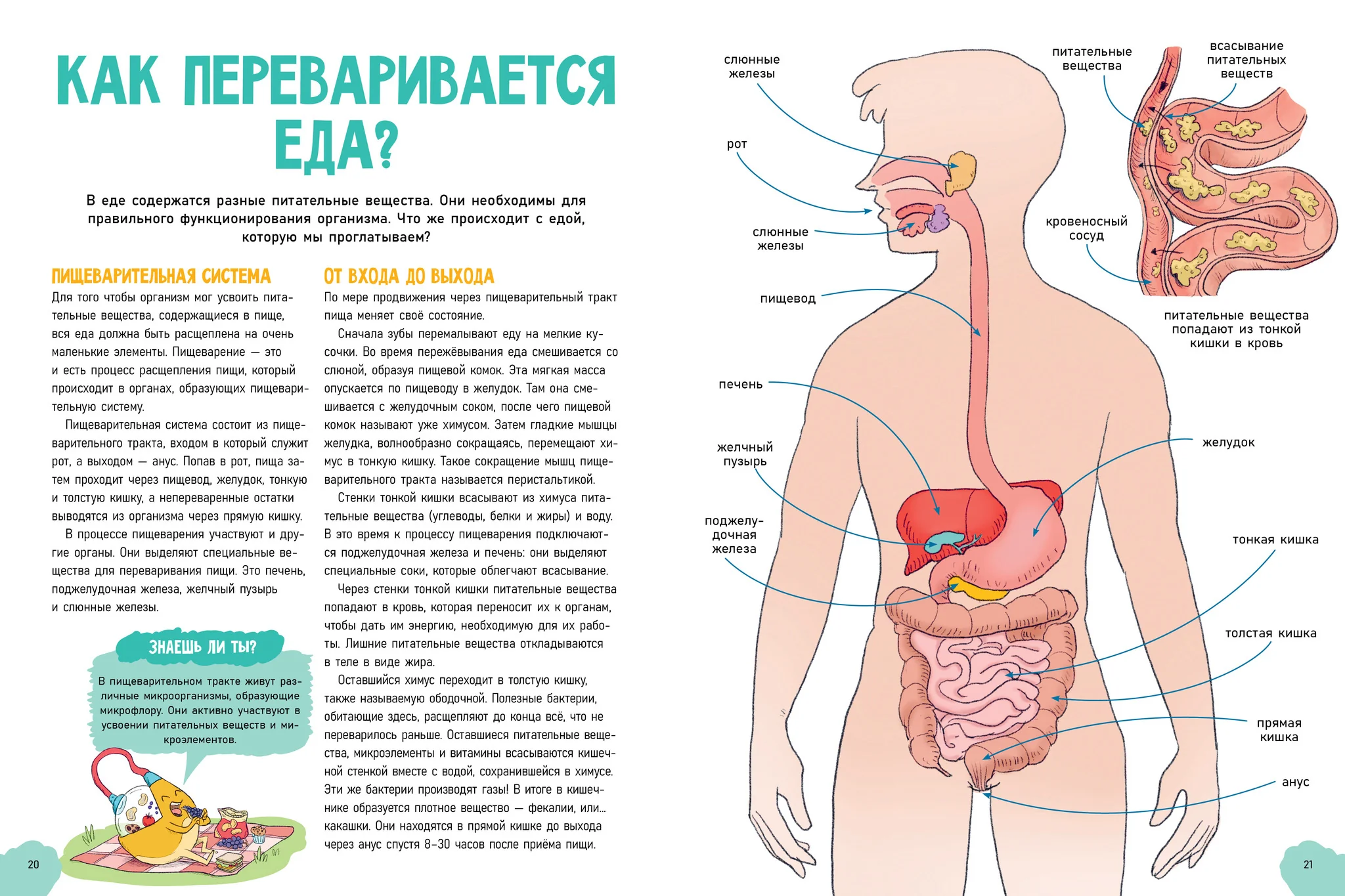 Удивительные энциклопедии. Невероятное тело человека - Image 16