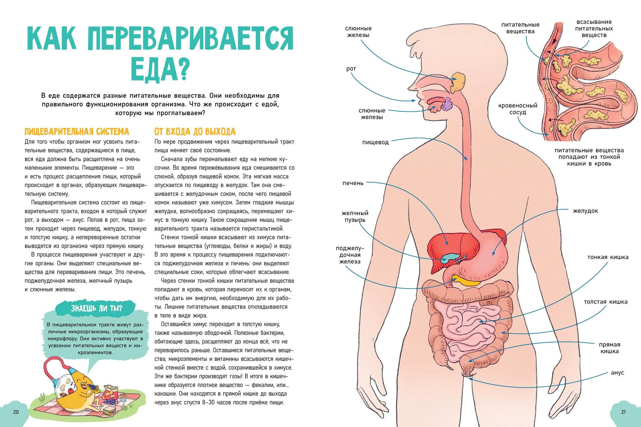 Удивительные энциклопедии. Невероятное тело человека - Image 7